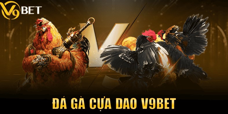 Đá Gà Cựa Sắt Là Gì? Theo Dõi Trực Tiếp Tại v9bet 2 Đá gà cựa sắt sử dụng cựa dao