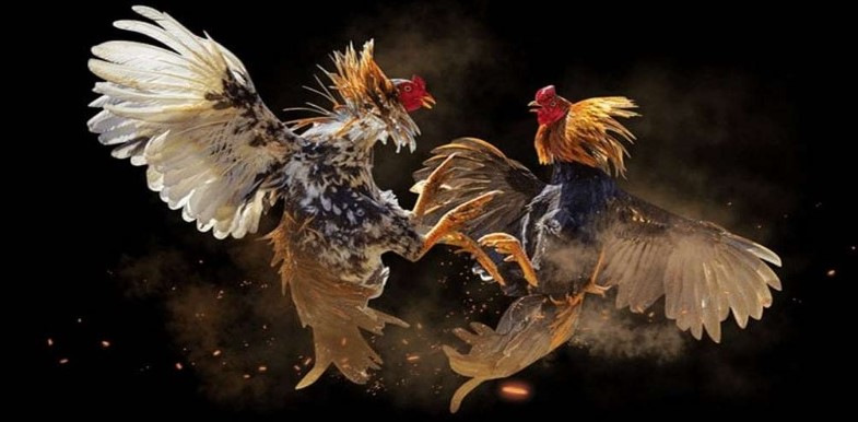 Đặc điểm của cửa cược Meron tại đá gà v9bet 