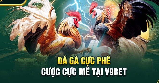 Giới thiệu sảnh đá gà tại v9bet 