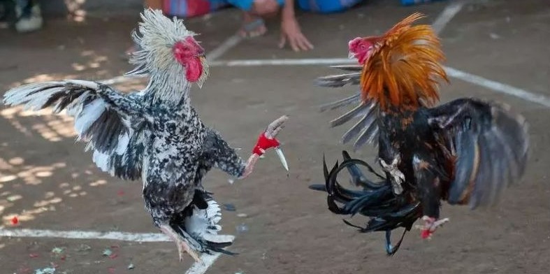 Đá Gà Cựa Sắt Là Gì? Theo Dõi Trực Tiếp Tại v9bet 4 Luật chơi đá gà cựa sắt là gì