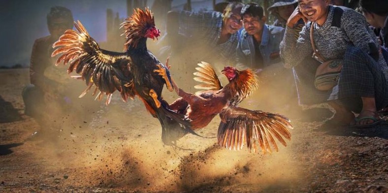 Đá Gà Cựa Sắt Là Gì? Theo Dõi Trực Tiếp Tại v9bet 3 Tính hấp dẫn của trò chơi đá gà cựa sắt