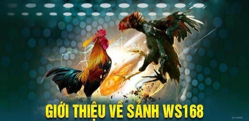 Ws168 - Nhà Cái Chọi Gà Chuyên Nghiệp, Công Bằng Nhất Hiện Nay 2 Tổng quan về nền tảng ws168