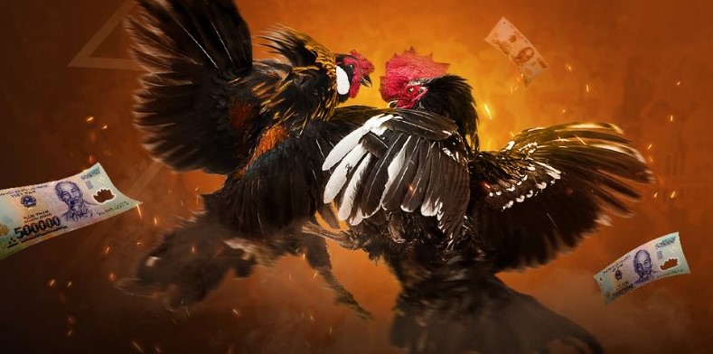 Ws168 - Nhà Cái Chọi Gà Chuyên Nghiệp, Công Bằng Nhất Hiện Nay 3 Ws168 hoạt động hợp pháp